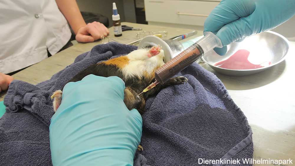 Er is een grote melkkliertumor bij een mannelijke cavia